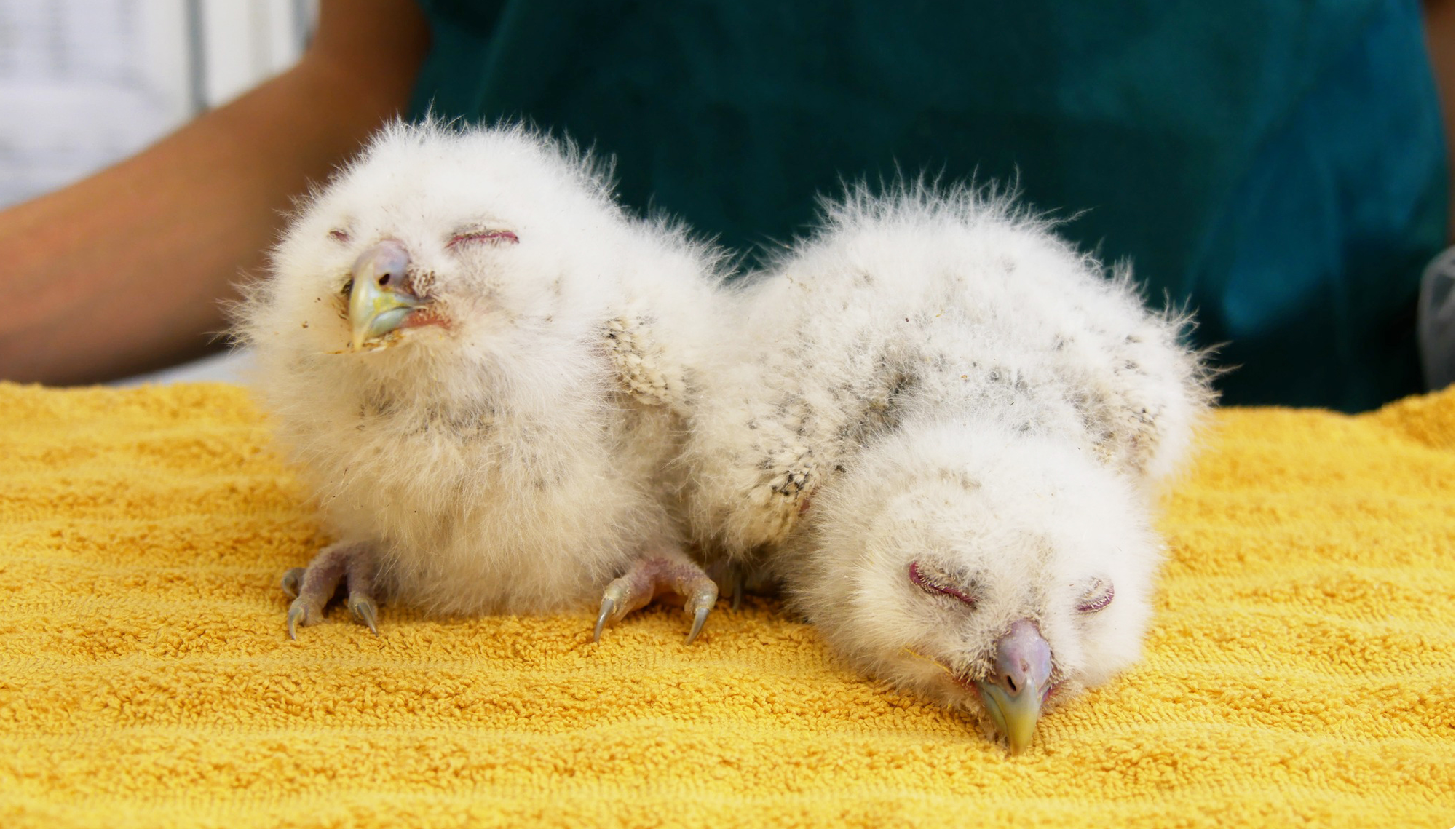 Le Centre de soins LPO Aquitaine : je découvre, je m'engage.